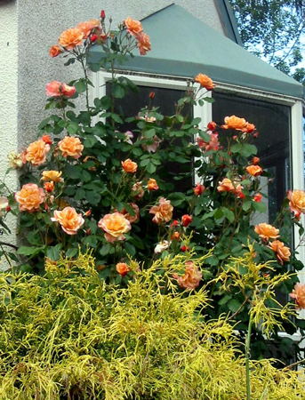 Climbing Rose Westerland